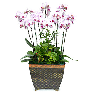 º£½ºÆ®»óǰ02