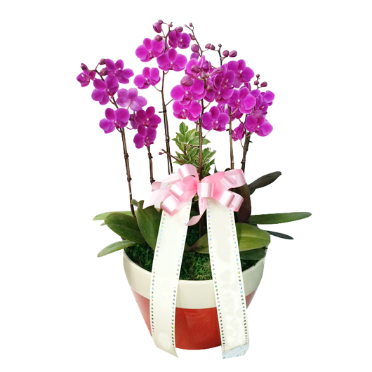 º£½ºÆ®»óǰ02