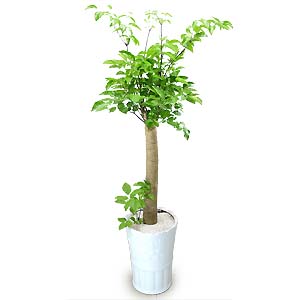 º£½ºÆ®»óǰ02