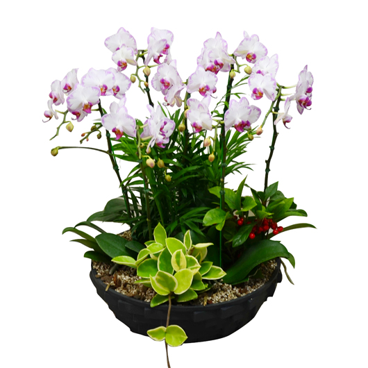 º£½ºÆ®»óǰ02